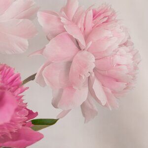 Meet your Posher, Adrienne